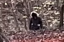  Người Sói cao 2,4 mét xuất hiện, rừng nước Anh náo loạn