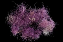 Phát hiện vải tím hoàng gia 3.000 năm tuổi dưới cát nóng