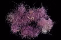 Phát hiện vải tím hoàng gia 3.000 năm tuổi dưới cát nóng