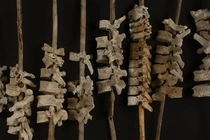 Bí ẩn hàng trăm đốt sống người xâu chuỗi trên cọc sậy 