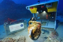 Khám phá tàu đắm cổ đại chứa dầu ô liu tại Thổ Nhĩ Kỳ