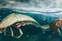 Hóa thạch động vật chân đốt nguyên thủy 444 triệu năm tuổi 