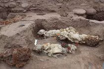 Khám phá di tích cổ Inca với hài cốt lạc đà không bướu bí ẩn