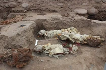 Khám phá di tích cổ Inca với hài cốt lạc đà không bướu bí ẩn