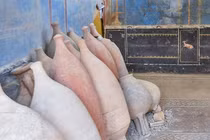 Căn phòng bí ẩn ở Pompeii chứa tranh tường mùa vụ và đồ vật linh thiêng