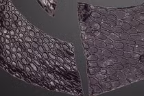 Da hóa thạch cổ đại tiết lộ bí ẩn thời tiền khủng long