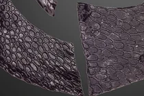 Da hóa thạch cổ đại tiết lộ bí ẩn thời tiền khủng long