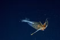 Mực thủy tinh băng giá lộ diện lần đầu dưới biển Nam Cực 