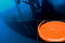 Phát hiện chấn động trong xác tàu đắm hơn 500 năm tuổi