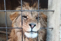 138 nước ra tay chấn động, tóm hàng trăm trùm buôn thú quý