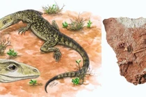 Sự thật về thằn lằn 205 triệu năm tuổi già nhất thế giới 