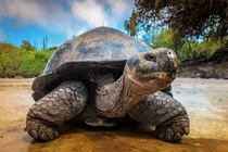 Hóa thạch rùa khổng lồ Amazon hé lộ bí ẩn thời tiền sử