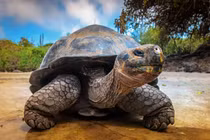 Hóa thạch rùa khổng lồ Amazon hé lộ bí ẩn thời tiền sử