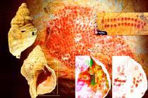 Phát hiện chấn động, tổ tiên dùng vỏ sò làm trang sức cổ xưa