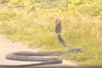 Thót tim rắn hổ mang chúa khổng lồ chặn đường, đối đầu ô tô