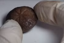 Giải mã bí ẩn hai đồ vật bằng xương hé lộ cuộc sống La Mã cổ