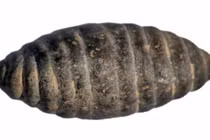 Hé lộ bí mật nghề tằm tơ từ nhộng đá 5.200 năm tuổi