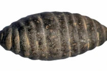 Hé lộ bí mật nghề tằm tơ từ nhộng đá 5.200 năm tuổi