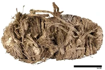 Ngỡ ngàng chiếc dép 650 năm tuổi trong tổ kền kền hang động