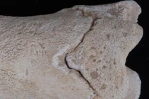 Còi xương 3.300 tuổi hé lộ bí ẩn về lực lượng canh giữ cổ đại