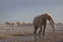 Dấu vết hóa thạch tiết lộ “nhà trẻ” voi cổ đại
