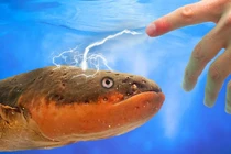 Trình làng loại pin độc đáo lấy cảm hứng từ cá chình điện 