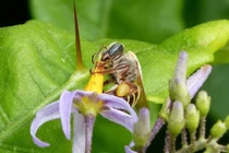 Khảo cổ tại Yucatán hé lộ bí ẩn nghề nuôi ong của người Maya