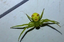 Bất ngờ nhện mặt người xuất hiện, người đi đường hoang mang