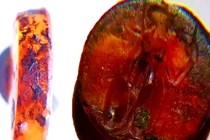 Viên đá quý 1.700 năm hé lộ bí mật giới tinh hoa La Mã