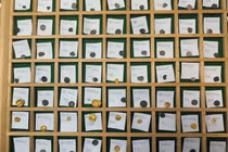 Phát lộ 500 đồng tiền vàng người Celt nằm sâu dưới lòng đất