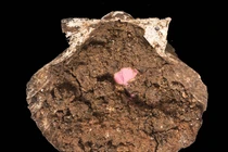 Bí ẩn hộp trang điểm La Mã cổ đại chế tác từ sò điệp độc đáo