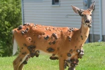 "Hươu địa ngục" u xơ lởm chởm xuất hiện gây ám ảnh dân Mỹ