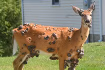 "Hươu địa ngục" u xơ lởm chởm xuất hiện gây ám ảnh dân Mỹ