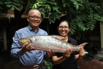 Cá chép sông Mê Kông tái xuất thần kỳ sau 20 năm vắng bóng