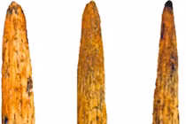 Phát hiện mũi giáo xương 80.000 năm tuổi của người Neanderthal tại Nga