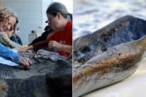 Khám phá di vật gỗ cổ hơn 5.200 năm dưới đáy hồ Mendota