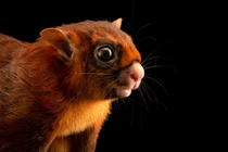 Hóa thạch sóc bay "quái vật" 4,9 triệu năm, to như mèo nhà