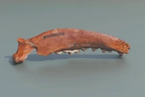 Khám phá lịch sử qua hài cốt động vật cổ đại Trung Quốc