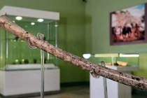 Phát hiện cây sáo xương cổ 8.000 năm khiến giới khảo cổ chấn động