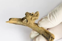 Tìm thấy mũi tên đá lửa ghim xương 4.000 năm tuổi, lộ sự thật rùng mình 