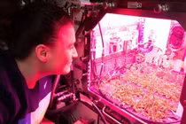 Nghiên cứu trồng đậu gà trên đất Mặt trăng, bước đột phá mới