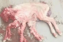 Con cừu tám chân kỳ dị tại Trung Quốc