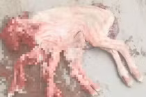 Con cừu tám chân kỳ dị tại Trung Quốc