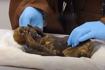 Bí ẩn xác ướp nàng tiên cá 300 năm tuổi Nhật Bản