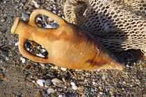 Phát hiện bình gốm cổ đại 2.500 năm tuổi dưới biển Albania