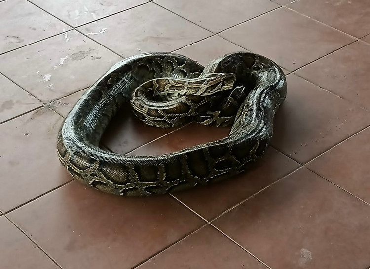 Tha “quai tran” tung nuot de o Quang Tri: Loai trong Sach do Viet Nam!-Hinh-6