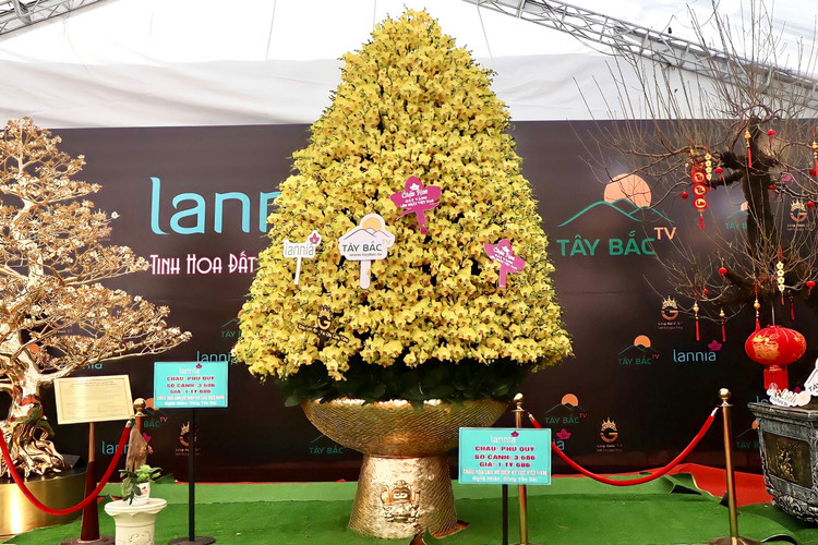 Choang voi chau lan ho diep “khung” gia gan 1,7 ti o Ha Noi