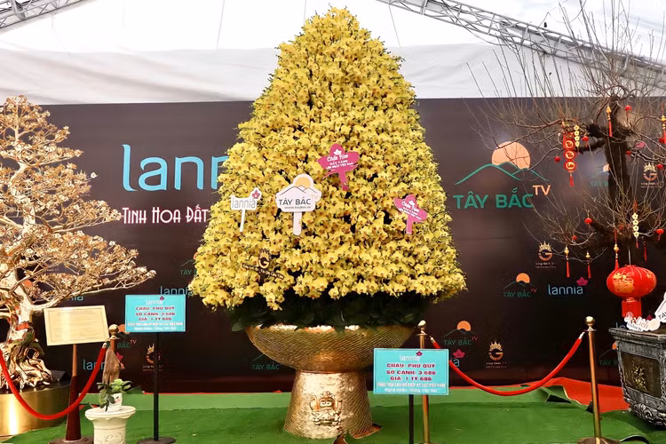 Choang voi chau lan ho diep “khung” gia gan 1,7 ti o Ha Noi