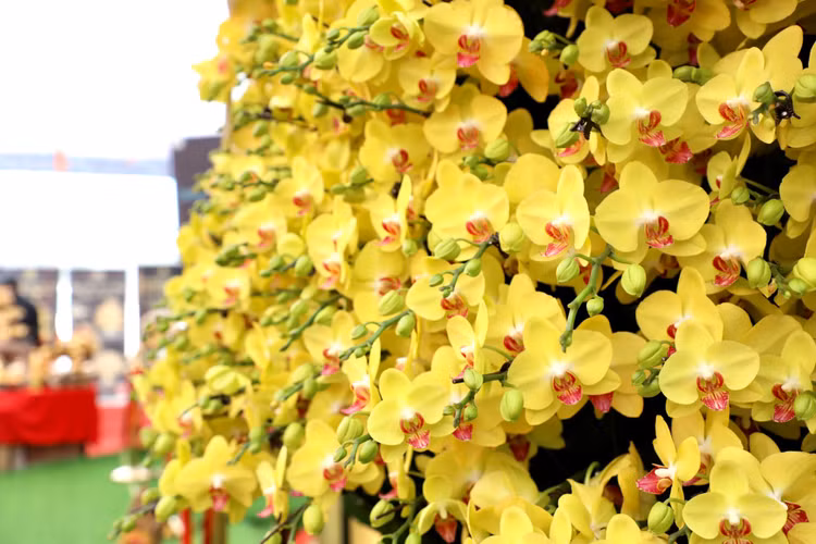 Choang voi chau lan ho diep “khung” gia gan 1,7 ti o Ha Noi-Hinh-3