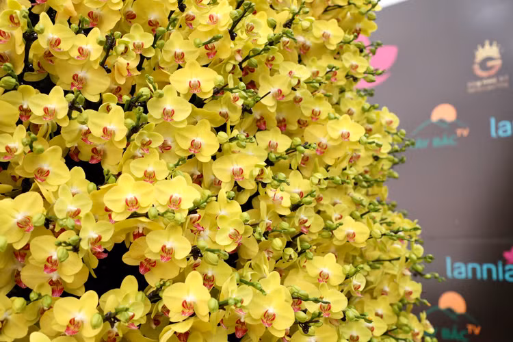 Choang voi chau lan ho diep “khung” gia gan 1,7 ti o Ha Noi-Hinh-4